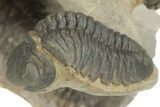 Crotalocephalus Trilobite With Three Reedops - Atchana, Morocco #210265-6